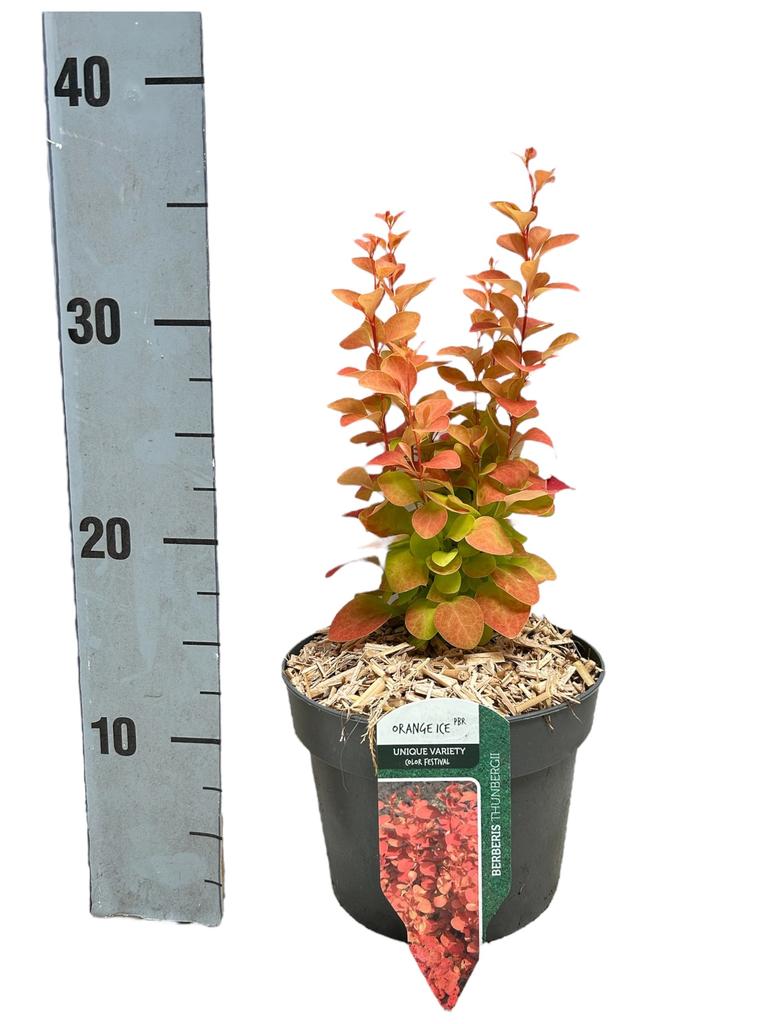 Picture of Berberis thu. Orange Ice P17 (2 Ltr) 30CM