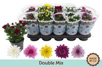 Chrysant Double Mix