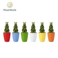 Sansevieria cylindrica Twist in Osaka ceramics