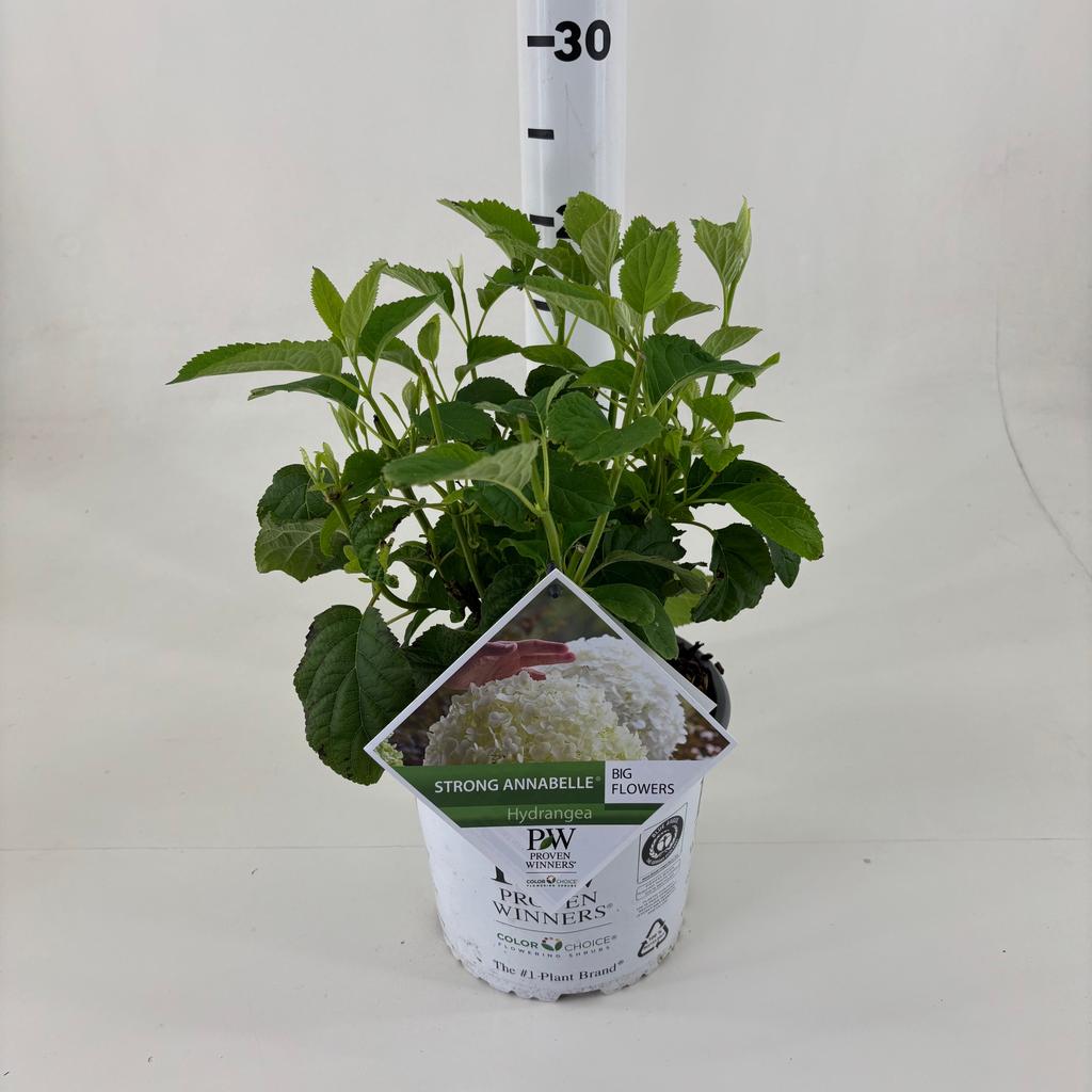 Picture of Hydrangea arb. Strong Annabelle P19 (3 Ltr)