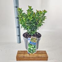 Ilex mes.Little Rascal