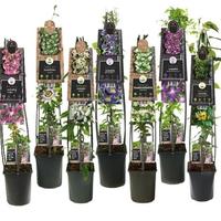 Clematis & Climbers in varieties