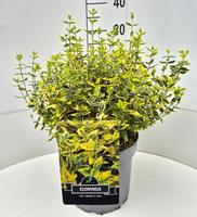 Euonymus fort. Emerald n' Gold'