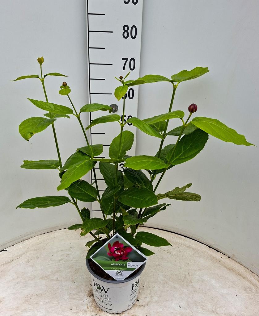 Picture of Calycanthus Aphrodite P19 (3 Ltr)