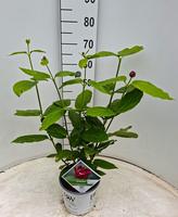 Calycanthus raul. Aphrodite