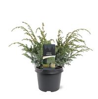 Juniperus chin. Blue Alps