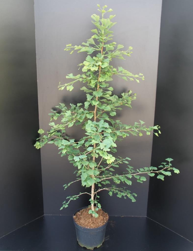 Afbeeldingen van Ginkgo biloba P29 (10 Ltr)