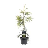 Cryptomeria jap. Kyara Gold