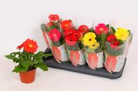 Gerbera Colourgame in varieties