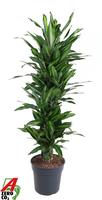 Dracaena Silindo branched