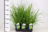 Pennisetum al. Red Head