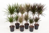 Dracaena marginata 45-15 in varieties (MIXDR451501)