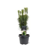 Cephalotaxus harr. Fastigiata