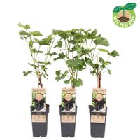 Vitis vinifera Vanessa (seedless) crafted