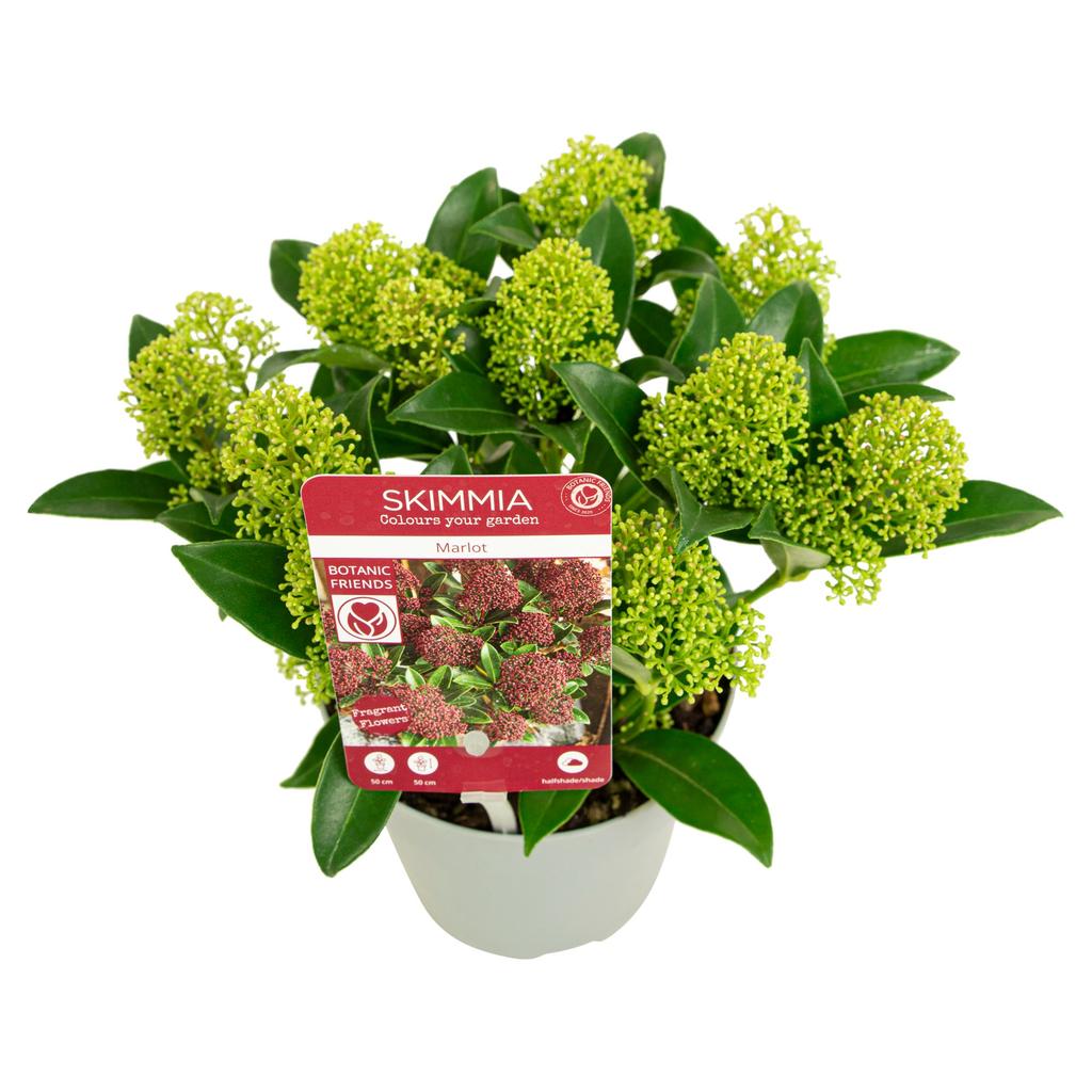 Picture of Skimmia jap. Marlot P13