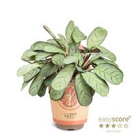 Calathea amagris