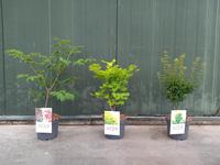Acer pal. in varieties