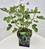 Ficus car. Brown Turkey