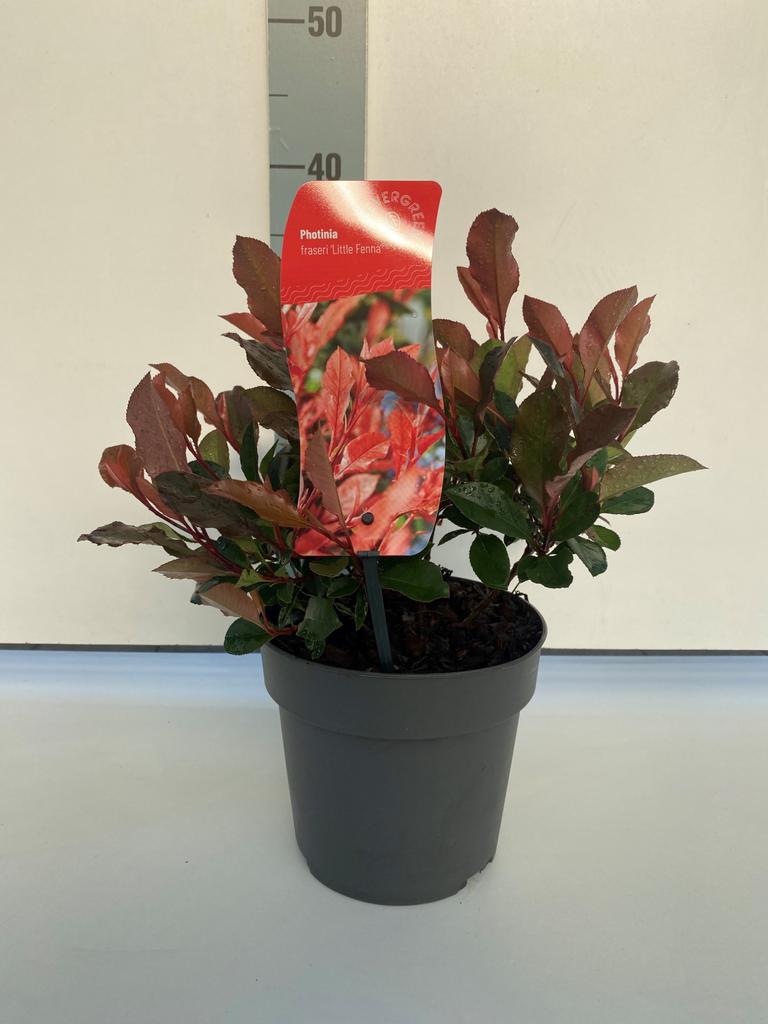 Bild von Photinia fras. Little Fenna P17 (2 Ltr)