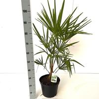 Trachycarpus fortunei