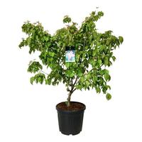 Cornus kousa Satomi