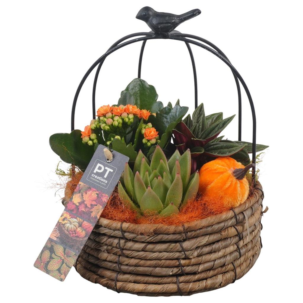 Picture of PTHI5446 Arrangement Autumn Indoor in rope-metal basket P16 23cm
