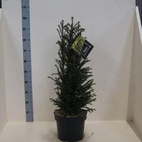 Taxus baccata