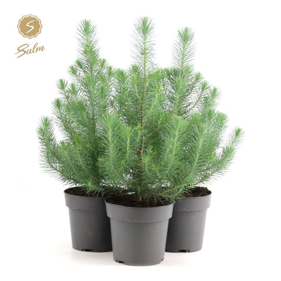 Picture of Pinus pinea Silver Crest P17 (2 Ltr)