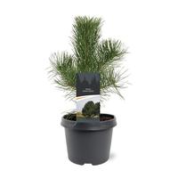 Pinus nigra nigra
