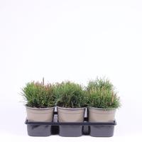 Pinus mugo mughus