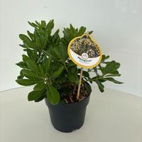 Pittosporum tob. Nanum