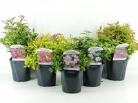 Spiraea jap. in varieties