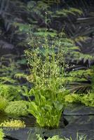 Alisma parviflora