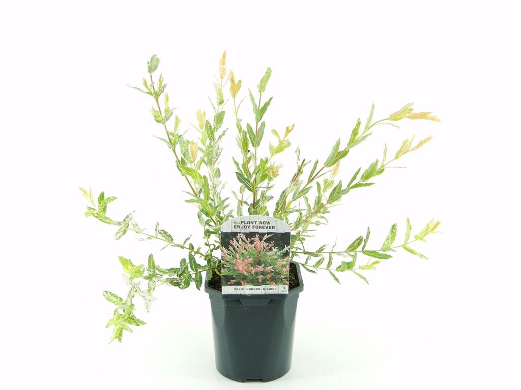 Obrazek Salix integra Hakuro Nishiki P17 (2 Ltr)