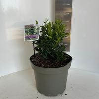 Sarcococca ruscifolia