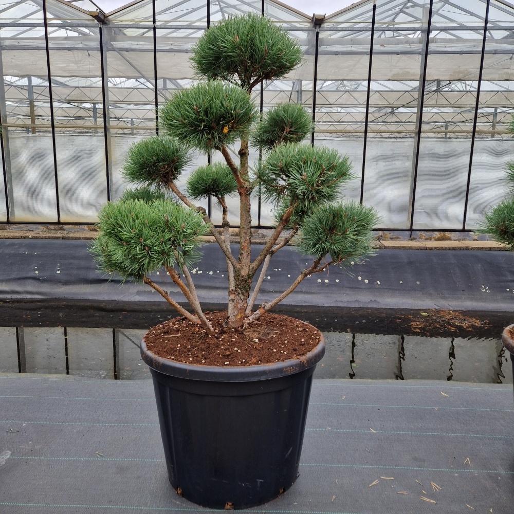 Picture of Pinus sylvestris Watereri C110 100/110