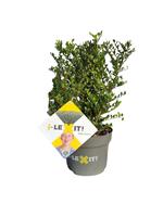 Ilex cr. Dark Green