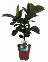 Ficus elastica Cloe (Peat Free)