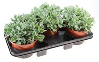 Crassula aborescens
