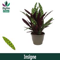 Calathea Insigne Rhythm of Nature