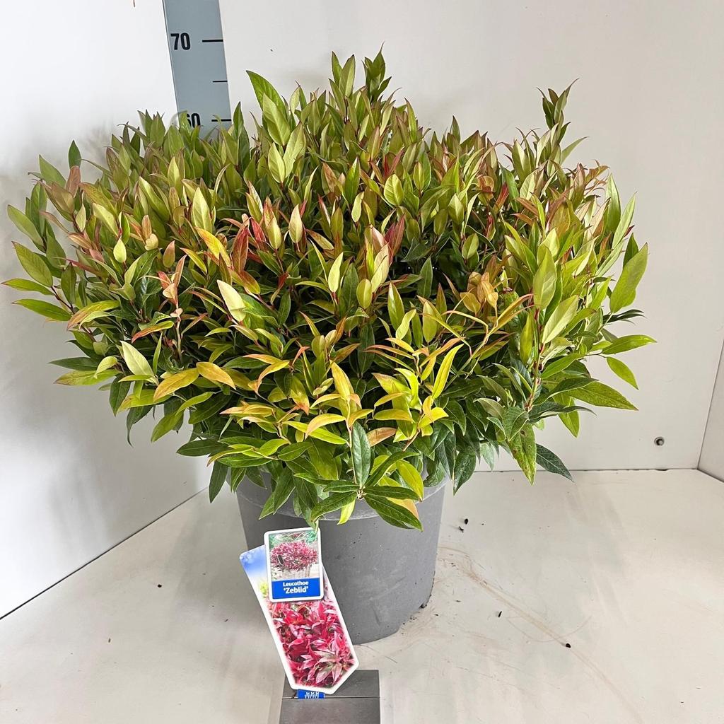 Obrázek Leucothoe Zeblid P32 (15 Ltr)