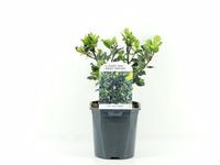 Ilex mes. Blue Prince