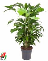 Caryota mitis