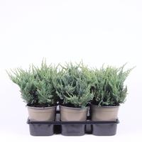 Juniperus hor. Blue Chip