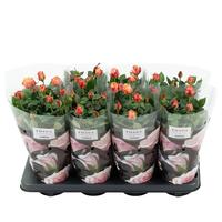 Rosa Orange st. 1-2