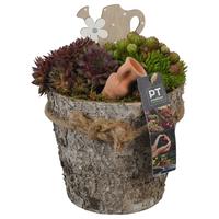 PTS7424 Arrangement Sempervivum in wooden pot