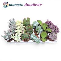 Discover® - Barcelona Succulents Mix (Exclusive)