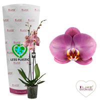 Phalaenopsis hybrid Honey Peach (Less Plastic)