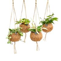 Kokodama Hanging mix