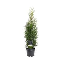 Thuja occ. King of Brabant
